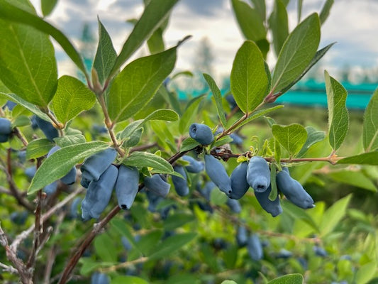 Fresh Organic Haskap Berries Now Available