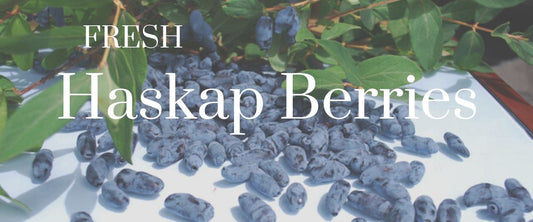 This year's haskap berry crop is looking good!