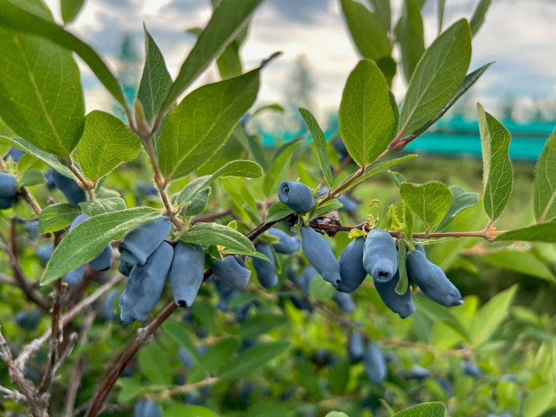 Spring into Health: Haskap Berries as a Post-Winter Detox