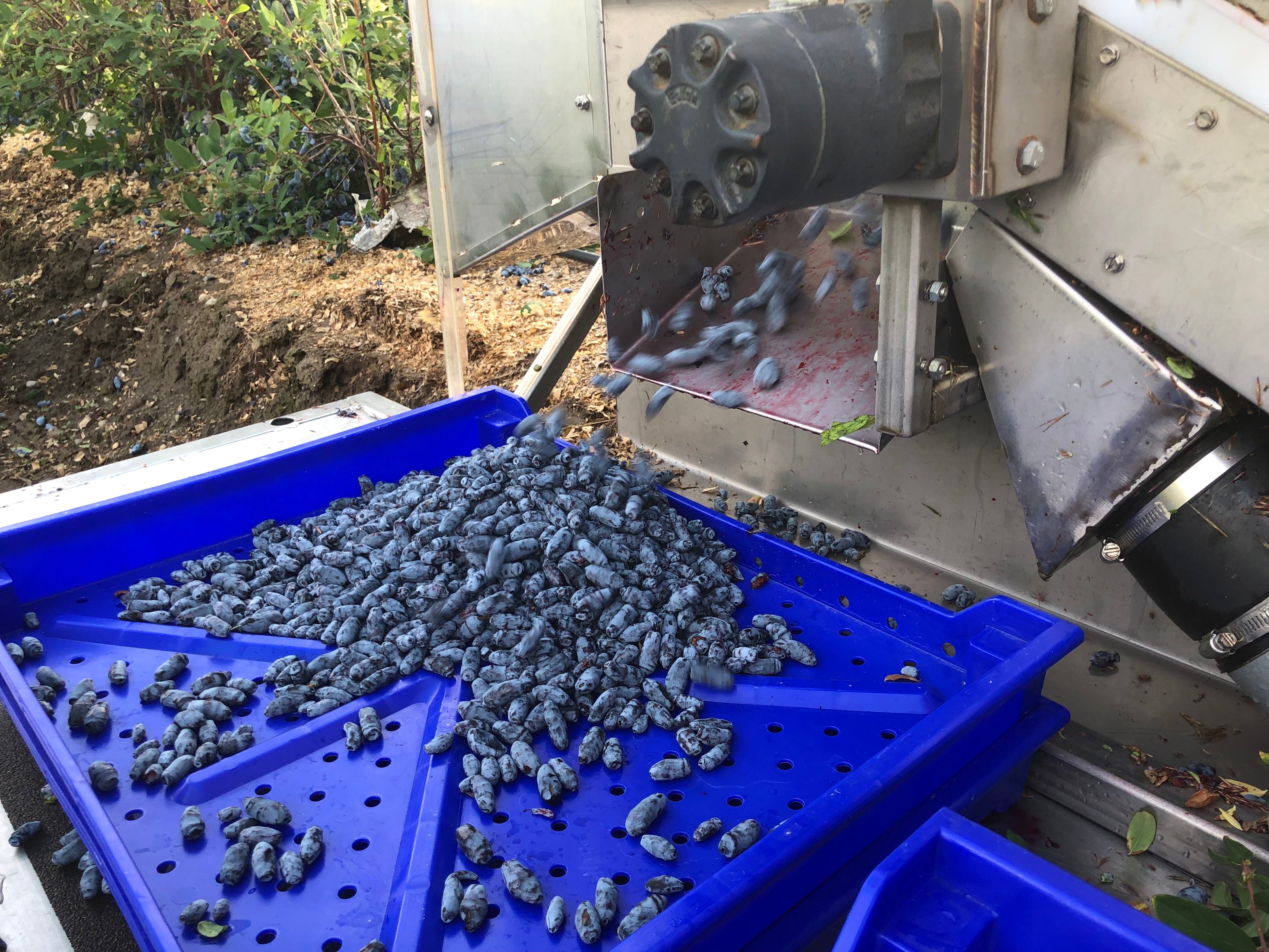 haskap berry harvesting