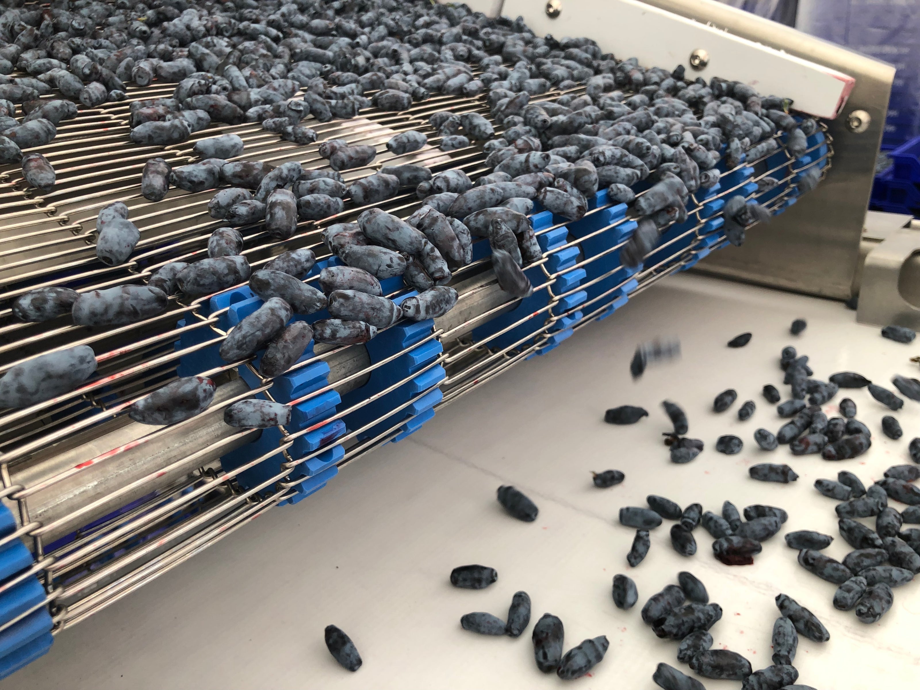 Haskap berry sorting during harvest
