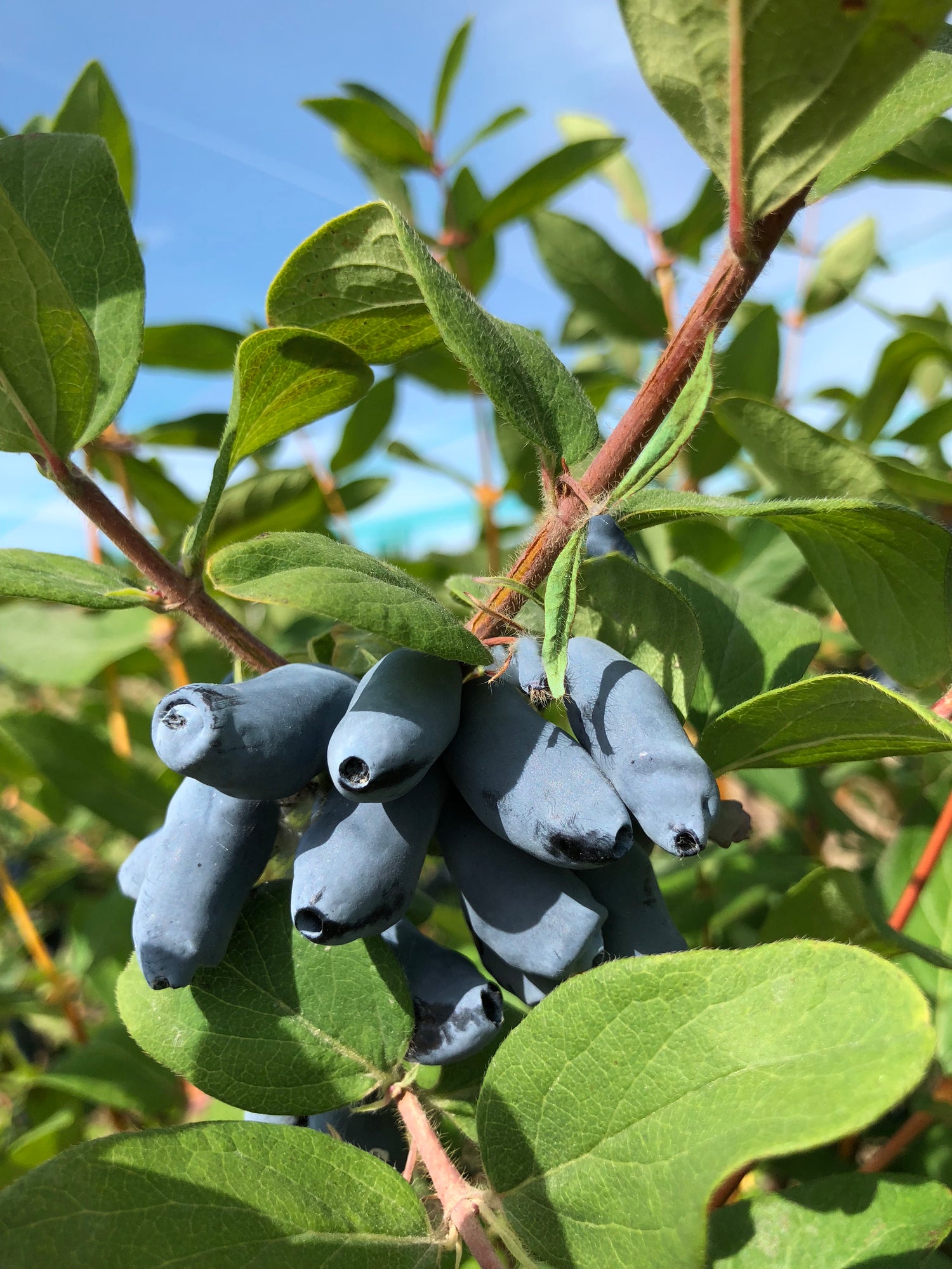 haskap berries on the branch