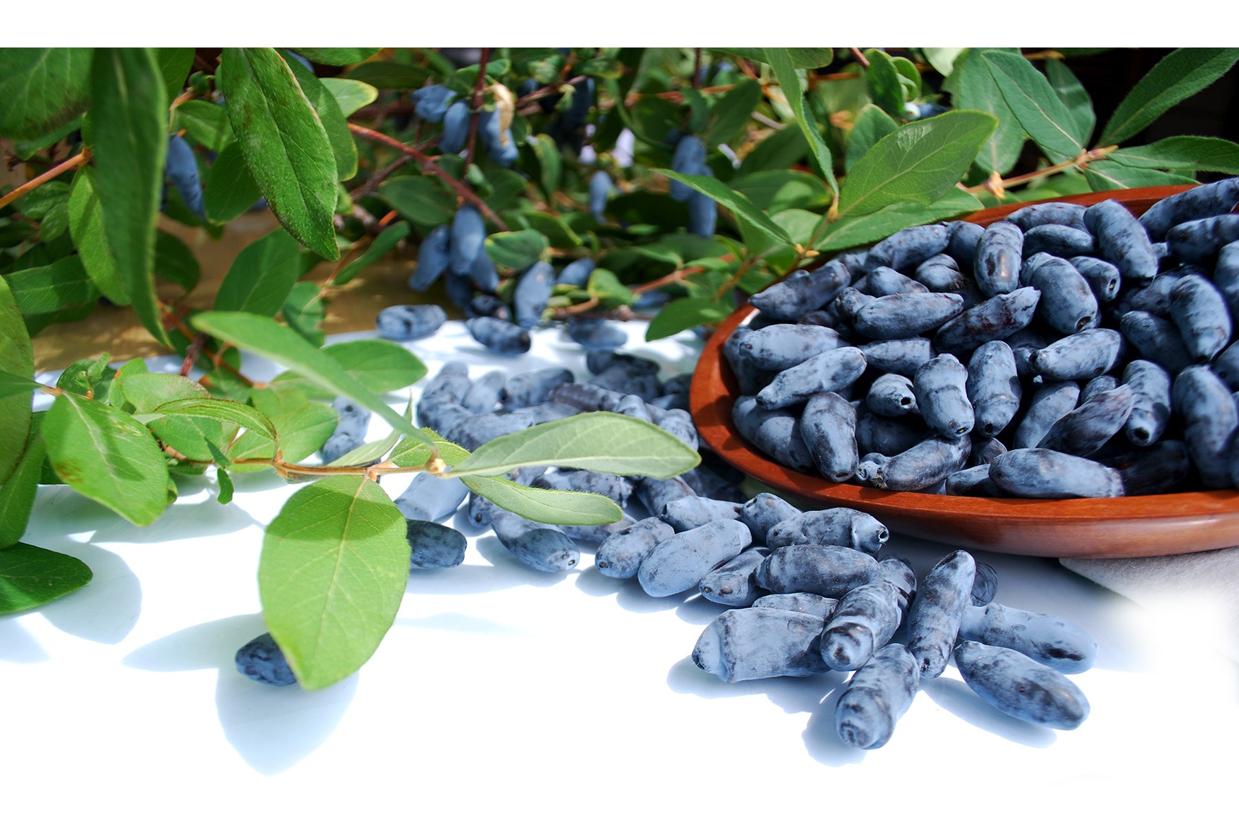 Health Benefits of Haskap Berries – Haskap Farms Ltd